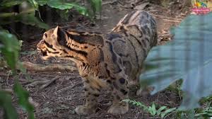 Differente Vie Des Pantheres Nebuleuses Au Zoo De Taiwan Taiwan News 2017 03 09 Panthère nébuleuse \pɑ̃.tɛʁ ne.by.lœz\ féminin. taiwan news