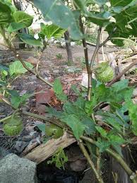 Over time, the popularity and cultivation of many oranges has led to thornless varieties or those with small, blunt thorns found only at the base of the leaves. Eggplant Of Thorny Egg Steemit