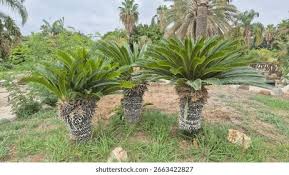 Image result for Cycadaceae