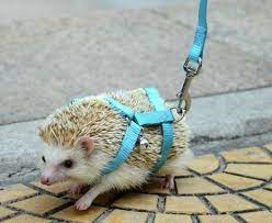 New Adjustable Hedgehog Harness For Training Playing Traction Rope High Quality Free Shipping Hedgehog Pet Cute Animals Cute Hedgehog