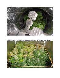 Can you use cfl bulbs to grow plants? How To Get Huge Dense Potent Buds Using Cfl Lighting
