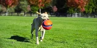 Check spelling or type a new query. Best Dog Puzzle Toys Dog Games My Dog S Name