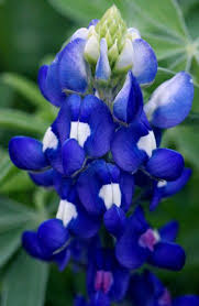 There are many things that make this state great but i especially love springtime when the official state flower (the bluebonnets) in texas are in full bloom. Texas Bluebonnet Flowers Beautiful Flowers Texas Bluebonnets
