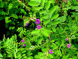 Image result for Tephrosia linearis