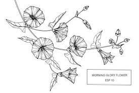Morning Glory Flowers Drawing And Sketch With Line Art On White Morning Glory Flowers Flower Drawing Morning Glory Tattoo