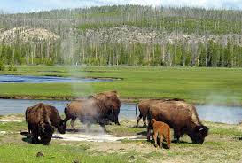 According to that site, there are twelve campgrounds in yellowstone national so yes, you can camp in yellowstone, but you need to plan ahead. Camping In Yellowstone National Park Travel Tips