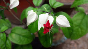 Blooms are boughs of snow white calyxes from which a bright blood red droplet that is actually corollae protrude. Bleeding Heart Vine Clerodendrum Plant Care In Malayalam Youtube