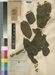 Image result for Shirakiopsis