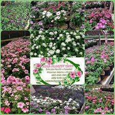 Bunga vinca atau biasa disebut tapak dara termasuk bunga yang paling digemari di indonesia. Bunga Vinca Tegak Paket Murah 1 Paket Berisi 4 Plant Shopee Indonesia