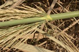 Image result for Phragmites karka