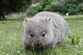 Wombat The Biggest Animals Kingdom Baby Wombat Cute Wombat Big Animals