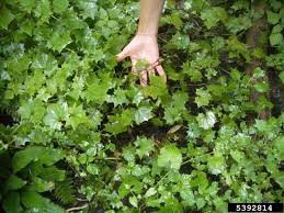 Image result for Delairea odorata