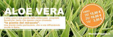 La pianta lavanda è un' erbacea perenne, sempreverde, originaria del bacino del mediterraneo. Vendita Piante Online Per Casa E Giardino Vivaio Online Mondo Piante