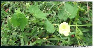 Image result for Pavonia burchellii