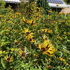 Image result for Ottelia kunenensis