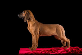 Image result for anglický barvář