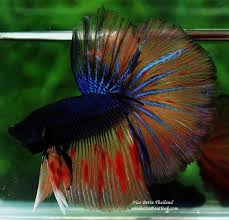 Nice Betta Thailand Co Ltd Betta Fish For Sale Siamese Fighting Fish Betta Fish Betta Siamese Fighting Fish