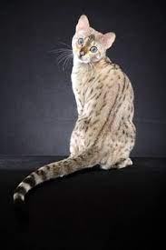 79 Cat Breeds Ideas Cat Breeds Beautiful Cats Cute Cats