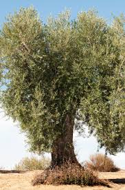 To see full tree profile with more photos, just click on the link. The Olive Tree International Olive Council