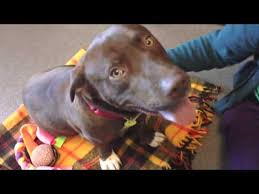 They can come with a very nice temperament and can also be very friendly to anybody. Basset Hound Pitbull Mix A Rare Surprise Of Crossbreeding