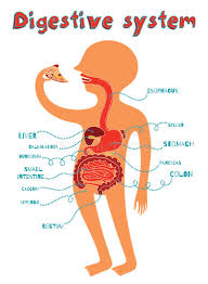 People are probably more aware of their digestive system than of any other system, not least because of its frequent messages. Human Digestive System Stock Illustrations 17 804 Human Digestive System Stock Illustrations Vectors Clipart Dreamstime