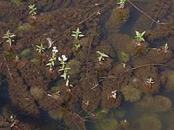 Image result for Limnophila indica