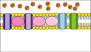 Chemios Gif 506 289 Photosynthesis And Cellular Respiration Cellular Energy Cellular Respiration