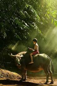Káº¿t quáº£ hÃ¬nh áº£nh cho hinh anh nhung dua tre doc sach o thon que