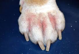 Why Does My Dog Lick His Paws Ouch Pawtorium Dog Paw Remedies Dog Skin Dog Grass Allergy