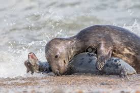 Casal De Focas Que Fazem Sexo Na Praia. Acasalamento De Animais. Par De  Reprodução De Focas Cinzentas. Imagem Dinâmica Da Natureza E Da Vida  Selvagem De Animais Selvagens. Selo Masculino E Feminino