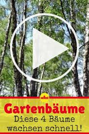 Schnellwachsende Baume Selbst De Gartenbaume Schnell Wachsende Baume Baum