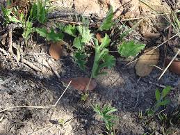 Image result for Pelargonium luridum