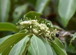 Image result for Psydrax fragrantissima