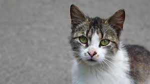 Translocation Of A Stray Cat Infected With Rabies From North Carolina To A Terrestrial Rabies Free County In Ohio 2017 Mmwr