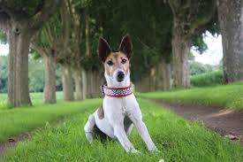 Rasseporträt zum foxterrier (glatthaar), steckbriefe zu mehr als 100 hunderassen. Die Pfotengang Foxterrier 2 Die Ahnen Der Foxterrier