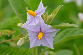 Image result for Solanum campylacanthum 'panduriforme type'