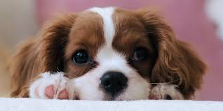 Eleventh hour rescue llc new jersey golden retriever adoption nj puppy love rescue nj animal shelters in nj near me small dog adoption nj nd a shelter near you. Puppy Report Top Agency