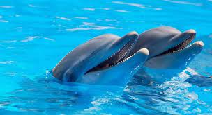 Oct 28, 2021 · trivia question: Which Class Do Dolphins Belong To Trivia Questions Quizzclub