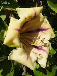 Image result for Solandra