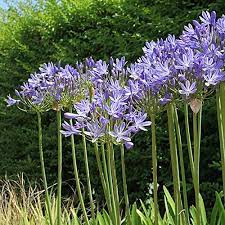 Pin On Plants Seeds And Bulbs