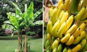 Care of the banana plants. Musa Basjoo Hardy Banana Tree Garden Plants Online