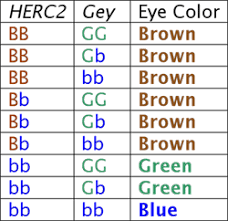 38 uncommon dominant recessive gene chart