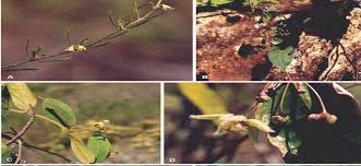 Image result for Glossostelma spathulatum