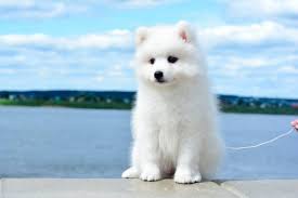 Japanese Spitz Detailed Guidelines Recommendations From Experts