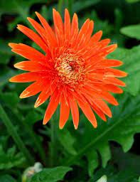 Pin On Gerber Daisies