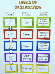 Levels Of Organization For Our Human Anatomy Unit Levels Of Organization Biology Science Cells Human Body Systems
