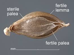 Image result for Echinochloa crus-pavonis