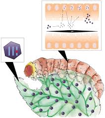 Is a company based out of 305 agostino rd, san gabriel, california, united states. Toxins Free Full Text Fungal Ribotoxins A Review Of Potential Biotechnological Applications Html