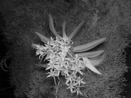 Image result for Rhipidoglossum globulosocalcaratum