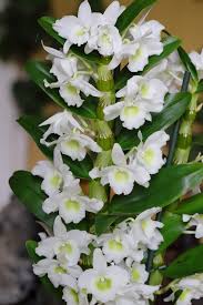 Image result for Dendrobium